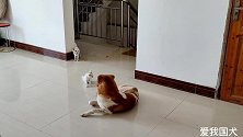 出生2月的小猫，第一次和家里的狗见面，教育它们和睦相处