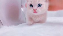 上万元的纯种猫，萌得像是玩具，可爱到让人无法抗拒！