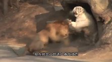 狮子园中关进一只新老虎，雄狮立马上前对视，大战一触即发
