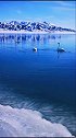 圣洁的白天鹅给赛里木湖增添了无限的灵性