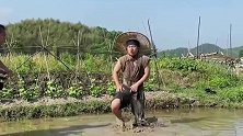 拍摄农村小伙插秧的戏份，栽进了稻田里，都怪稻田的鱼太多！