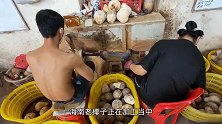 海南文昌东郊椰林！这样扒椰子皮一个赚五毛钱，轻轻松松月入过万