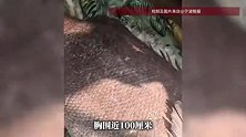 215斤！宁波渔民东海捕获1条巨型龙趸，体长超1.8米！老渔民直呼开眼