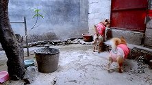 主人把肉丢进垃圾桶，谨防狗狗偷吃，结果狗子的行为让人感到意外