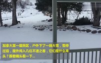 今天是啥日子，下一场大雪，屋外来了一群野猫