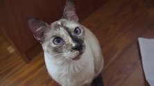 小猫好奇的盯着镜头，满脸疑惑，真是可爱！