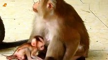 猪尾猴爱丽小心地呵护着自己的孩子，她甚至不允许其他小猴靠近