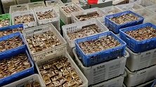 还敢吃？3000万元网红月饼全是假的 伪造窝点在化粪池边