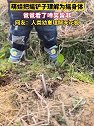 湖北武汉：让萌娃摇一摇插在土里的铲子，不料孩子误解为是摇身体