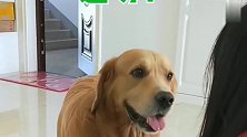 金毛好懂事，竟会帮主人拿快递，真厉害！