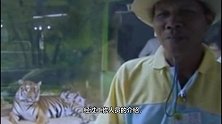 老虎丧子悲痛欲绝，饲养员丢进几只猪崽，意想不到的事情发生了！