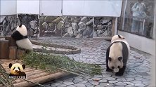 熊猫妈妈忙着找吃的，无瑕理会一旁拼命卖萌求关注的熊孩子