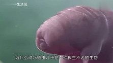 存活在地球5亿年的生物，煮不烂也冻不死，根本没有任何的天敌