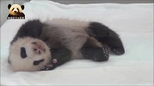熊猫宝宝亮出可爱的小熊掌，伸个懒腰，打个哈欠，简直不要太萌