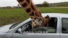 长颈鹿将头探入车内，女子吓得连忙关上车窗，下一秒意外发生
