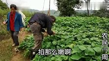 红苕叶煮面条，再来一大坨猪油，农村表叔秃噜秃噜吃的超过瘾