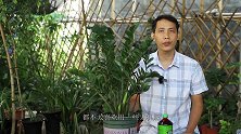 给金钱树施肥，这2种效果最好，不烂根，无虫害，新芽还更多更壮
