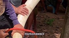 工作人员迷晕大象生生割掉象牙！现在才知道，这是在为大象保命！