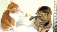 橘猫：打你咋的狸花猫：老猫不发威，当我是假猫啊