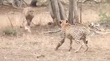 猎豹兄弟为争夺地盘大打出手！