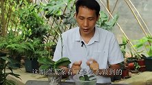 养蝴蝶兰，谨记1款“神器”，对催根催芽效果特别好
