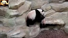 电量过剩的熊猫宝宝惹得妈妈好心烦：臭小子，能不能消停会儿