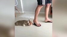 你怎么想藏起来啊，看着傻乎乎的样子，真是好笑呢！