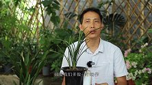 兰花长芽后，多做一个小动作！新芽大得快
