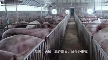 如果一头猪养10多年不杀，最高能养到多少斤看完长知识了