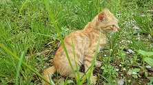小橘猫自由自在的玩耍，无忧无虑的生活真快乐