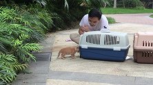 猫妈妈惨遭绑架，葫芦橘猫在线救妈，来一个抓一个！