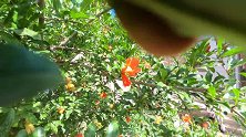 我家小院：石榴花开，争芳斗艳