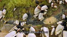 一只大海龟尾随渔船，男子发现异常后，直接用上了刀子！