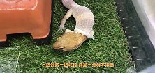 第一次见宠物壁虎蜕皮，一边蜕皮一边吃掉，真是一点都不浪费