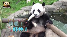 熊猫园欣呆萌亮相，憨态尽显：我是一个莫得感情的吃笋机器！