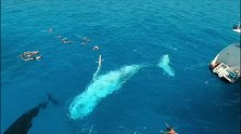 澳大利亚：两只座头鲸在浮潜者旁边嬉戏，表演翻身亮肚皮
