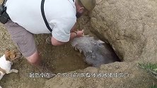 麦田无故被毁，主人买无人机拍摄发现真相，画面令农场主火冒三丈
