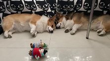 春困秋乏，猪猪被维维的臭嘴熏醒了