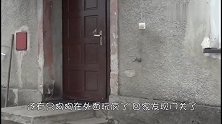 猫咪看着川流不息的马路，不敢过去，向一旁的交警投去求助的目光