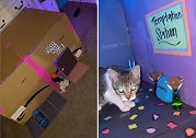 美国一女子把纸箱改造成猫咪酒吧 音乐灯光饮料样样俱全
