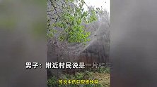 男子进小树林误入“盘丝洞”！林间挂满白网全是虫：疑是桂花树林死了
