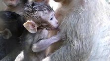 小猴子身上都没有干，出生才多少个小时