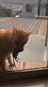 猫：铲屎的快开窗子，我把老鼠给你抓回来了！