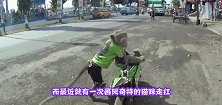 军训过的猫就是不一样，走出了六亲不认的步伐，网友：笑到肚子疼