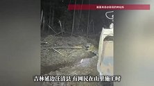 女子开挖掘机施工偶遇东北虎，当事人：它瞅我瞅了半天