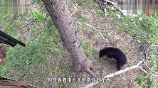 男子已布好陷阱，就等黑熊上钩，黑熊出现后直接一枪击落