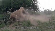 难得一见的战斗！狮子大战巨型鳄鱼，谁更强狮子：你太低估我了