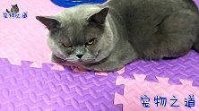 新来的小猫挨个招惹家中猫咪，和胖公猫打成了一团，场面真火爆