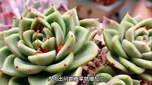 夏季如何给多肉浇水？教你这样浇水，多肉不黑腐不脱水，轻松度夏