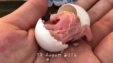 破壳而出的鹦鹉的成长过程，生命之源的力量不可估量